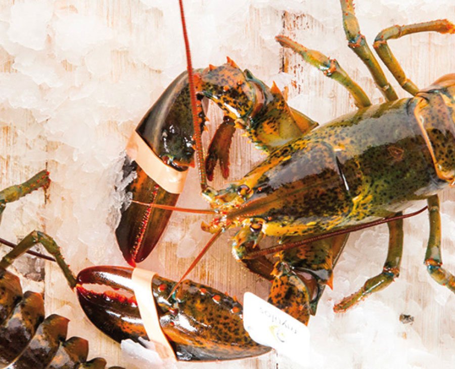 American - Canadian Lobster
