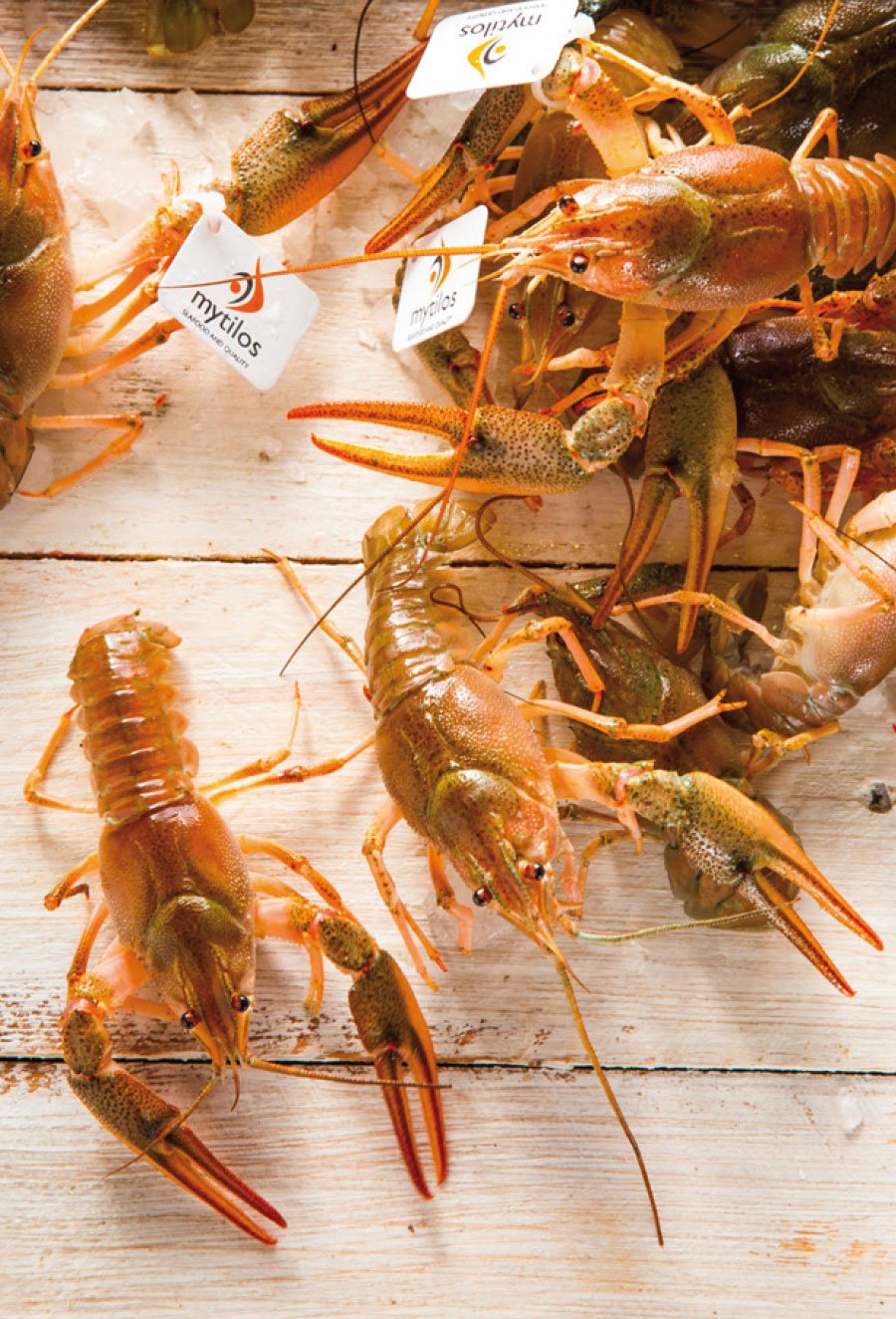 Mytilos crabs